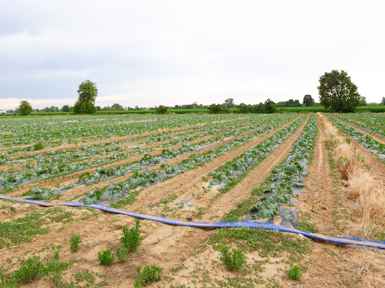 azienda-scotti-bio-5