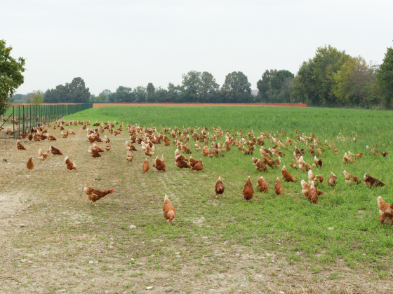 galline-aperto